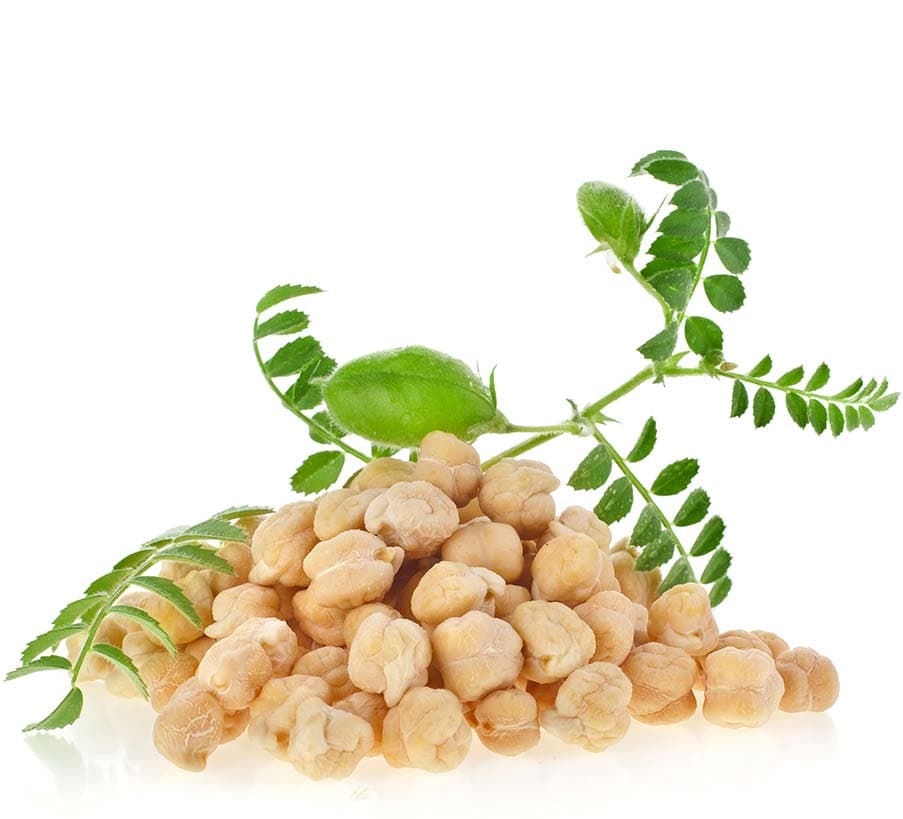 Chickpea