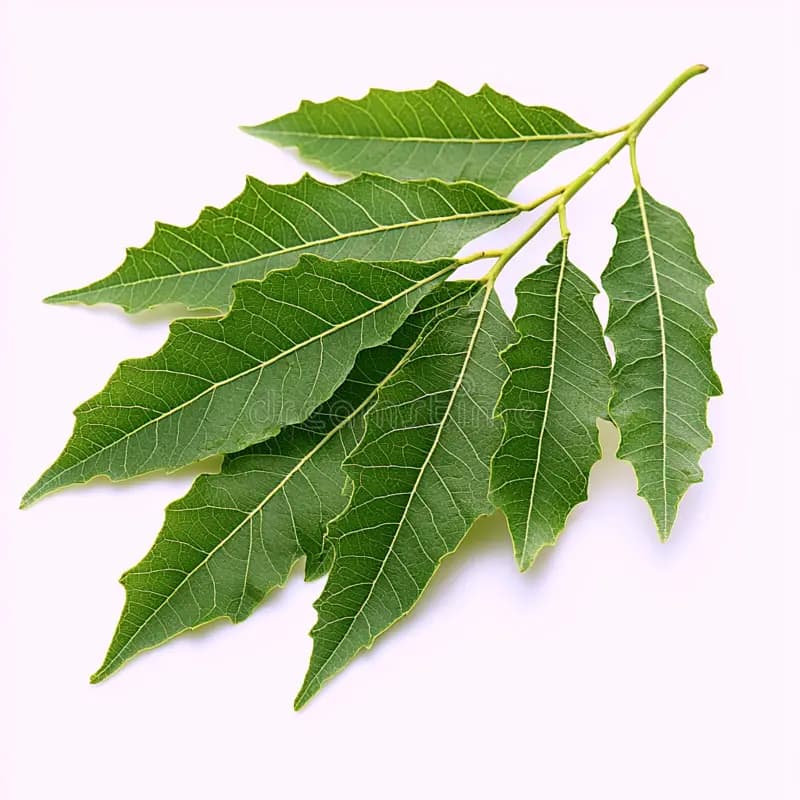 Neem