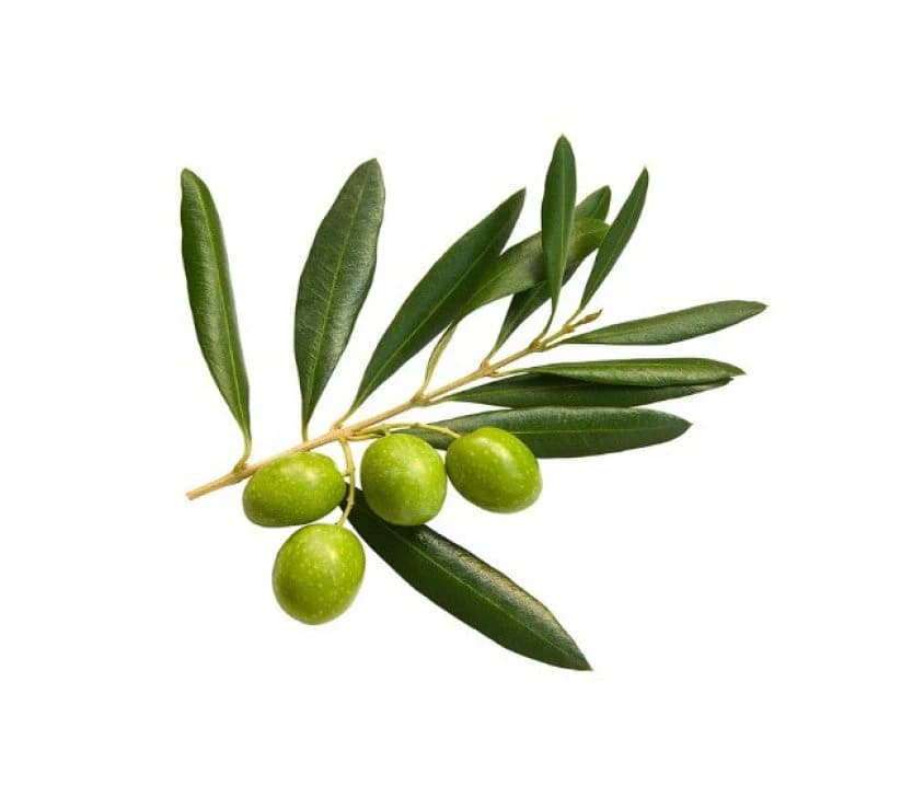 Olive leaf extracts